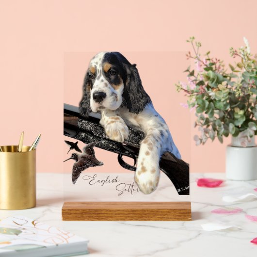 English Setter (Mariage)