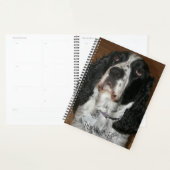 English Springer Spaniel Pet Photo (Devant avec enveloppe)