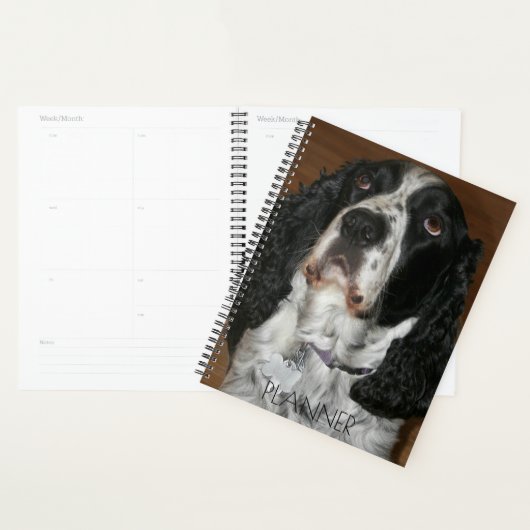 English Springer Spaniel Pet Photo (Devant avec enveloppe)