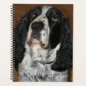 English Springer Spaniel Pet Photo (Devant)