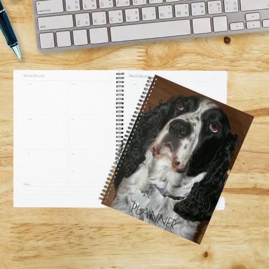 English Springer Spaniel Pet Photo