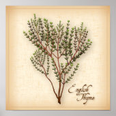 English Thyme Herb Poster (Voorkant)