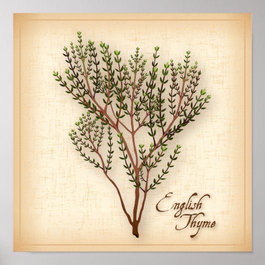 English Thyme Herb Poster (Voorkant)