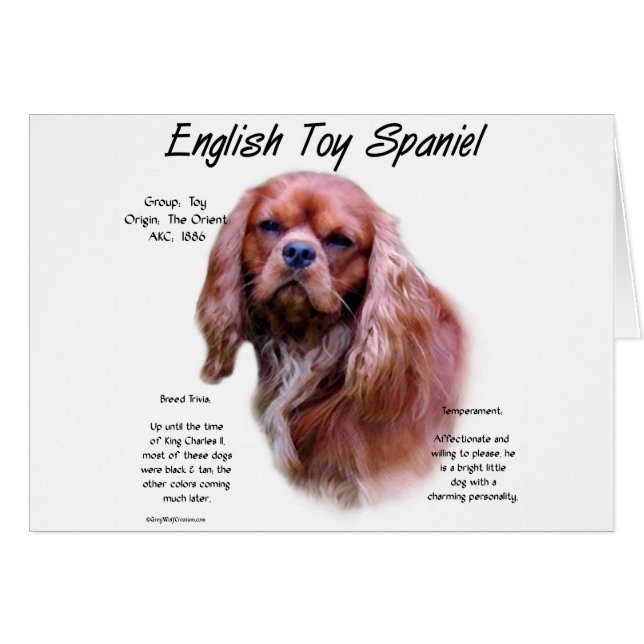 English Toy Spaniel (rubis) Histoire Design (Devant horizontal)