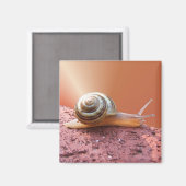 Engrais d'escargot ~ aimant (Recto/Verso)