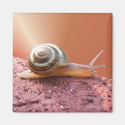 Engrais d'escargot ~ aimant (Devant)