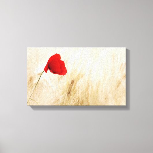 Enige Rode papaver in een grijs veld Canvas Afdruk (Voorkant)