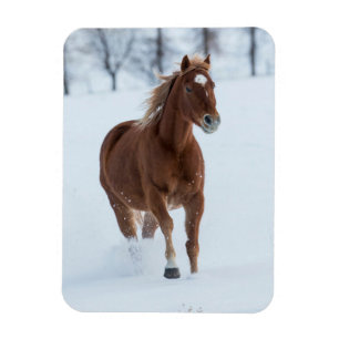 Enkel paard dat in de sneeuw loopt magneet