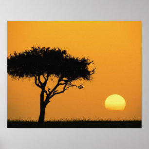 Enkele acaciaboom in silhouet bij zonsopgang, Masa Poster