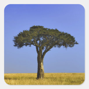 Enkele acaciaboom op grazige vlaktes, Masai Mara, Vierkante Sticker