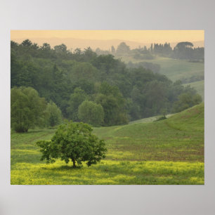 Enkele boom in landbouwveld, Toscane, Poster