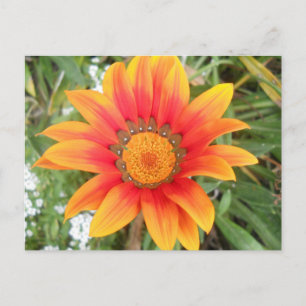 Enkele heldere oranje bloem briefkaart