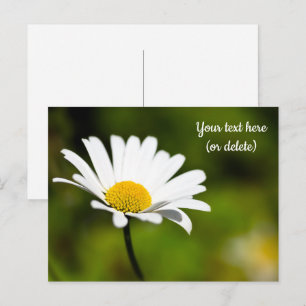 Enkele Madeliefje Ansichtkaart Briefkaart