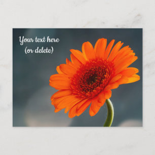 Enkele oranje Gerbera-ansichtkaart Briefkaart