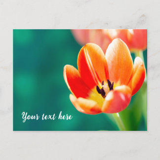 Enkele oranje tulp ansichtkaart briefkaart