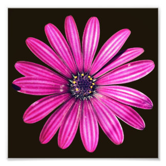 Enkele Paarse Afrikaanse Daisy Flower 8x8 Foto Afdruk