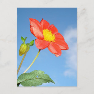 Enkele rode aardbeibloesem bloem briefkaart