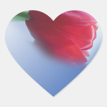 Enkele rode tulpenbloem