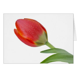 Enkele tulp