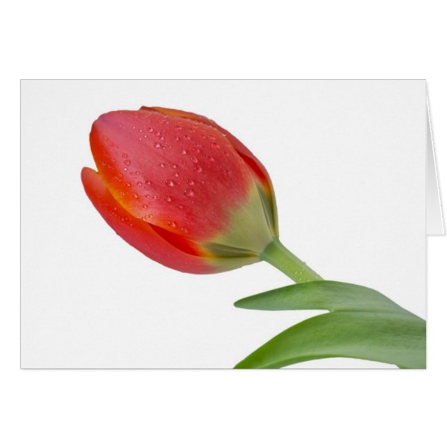 Enkele tulp (Voorkant Horizontaal)