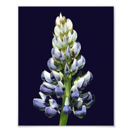 Enkele wilde Paarse lupine bloem 8x10 Foto Afdruk (Voorkant)