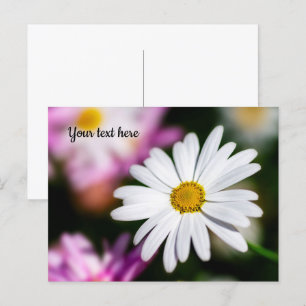 Enkele Witte Madelief Ansichtkaart Briefkaart