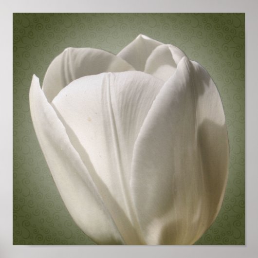 Enkele witte tulp bloem poster (Voorkant)