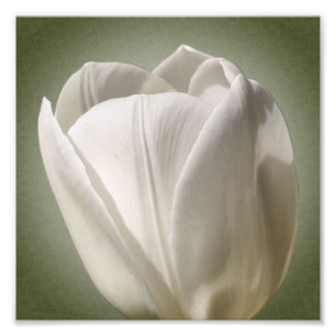 Enkele witte tulpenbloem 8x8 foto afdruk