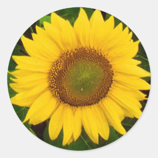 Enkele zonnebloem groen blad gele bloem ronde sticker