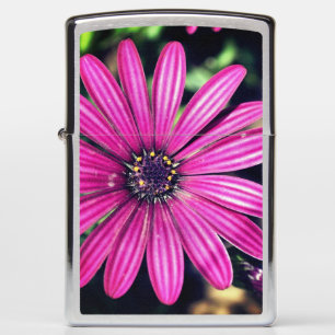 Enkelvoudig Paars-Afrikaanse Daisy Flower