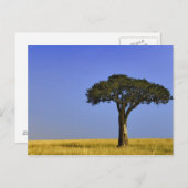 Enkelvoudige acia-boom op grijze vlakten, Masai Ma Briefkaart (Voorkant / Achterkant)