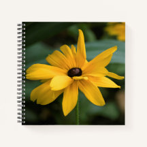 Enkelvoudige gele rudbeckia bloem