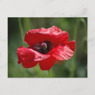 Enkelvoudige rode papaver briefkaart