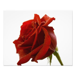 Enkelvoudige rode roze met droogvallen foto afdruk