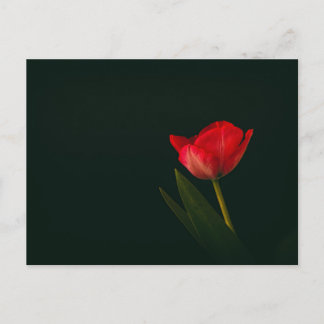 Enkelvoudige rode tulp briefkaart