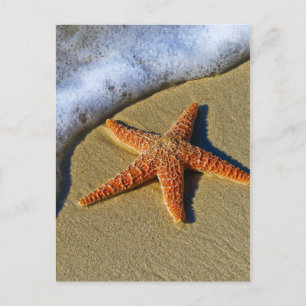 Enkelvoudige Starfish op strand Briefkaart