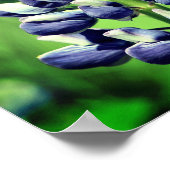 Enkelvoudige wilde Paarse luifwerper Poster (Hoek)