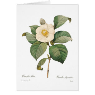 Enkelvoudige witte camellia