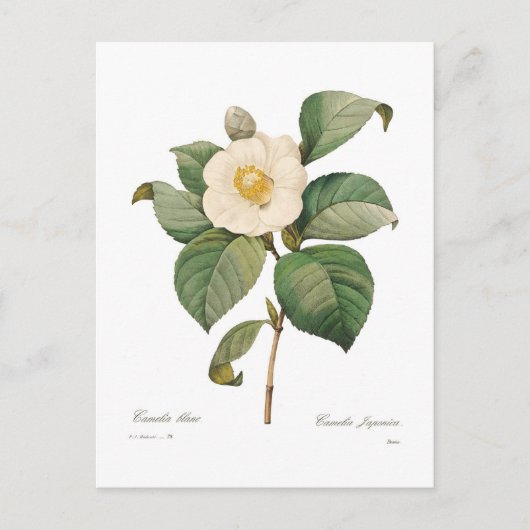 Enkelvoudige witte camellia briefkaart (Voorkant)