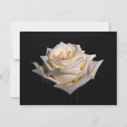 Enkelwitte Rose Briefkaart