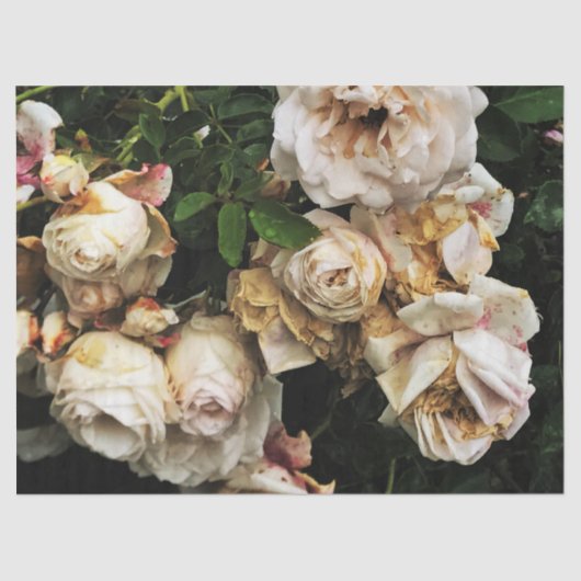 Enkelwitte Rose Tissuepapier (Voorkant)