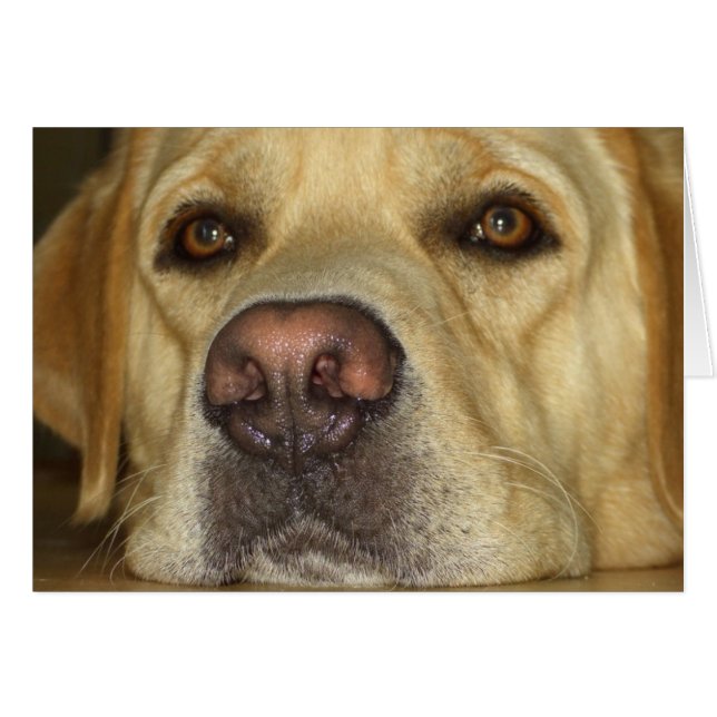Ennui - Jaune mignon Labrador (Devant horizontal)
