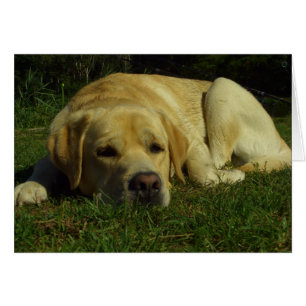 Ennui - Labrador en herbe verte
