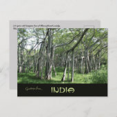 Enorme Banyan Tree Chennai Tamil Nadu India Briefkaart (Voorkant / Achterkant)