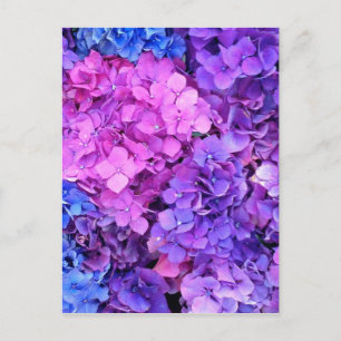 Enorme bosjes paarse en blauwe hydrangea briefkaart