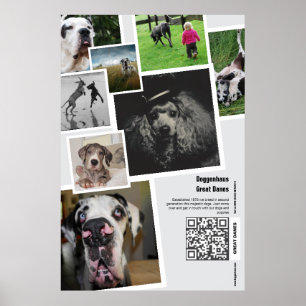 Enorme Great Dane-fokkerij promotieposter Poster