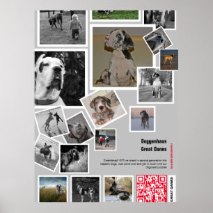 Enorme Great Dane Puppy te koop Poster