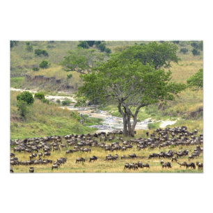 Enorme kudde gnu's tijdens de migratie, foto afdruk