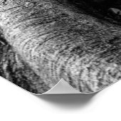 Enorme rubberwortels poster (Hoek)