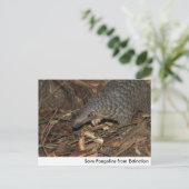 Enregistrer les pangolins de la carte postale d'ex (Debout devant)